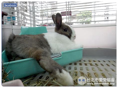 床摆放位置 養兔子的好處